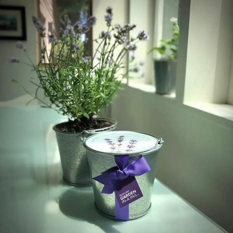 Lavender Garden Kit In A Rustic Pail – Potting Shed Creations 1
