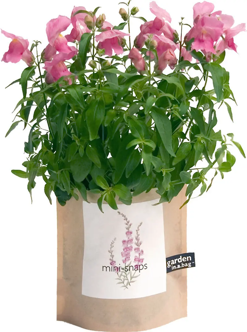 Snapdragon Flower Seed Collection – Potting Shed Creations 1